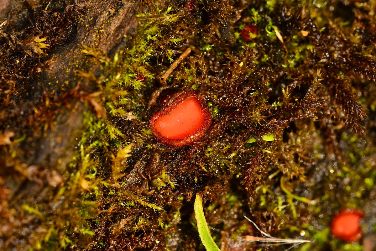 Tiny Eyelash cup fungus (Scutellinia scutellata), known as the eyelash cup, the Molly eye-winker, the eyelash pixie cup seen today in The Scottish Wildlife Trusts' Bawsinch Nature Reserve, Duddingston. #FungiFriday #Mushrooms @ScotWildlife