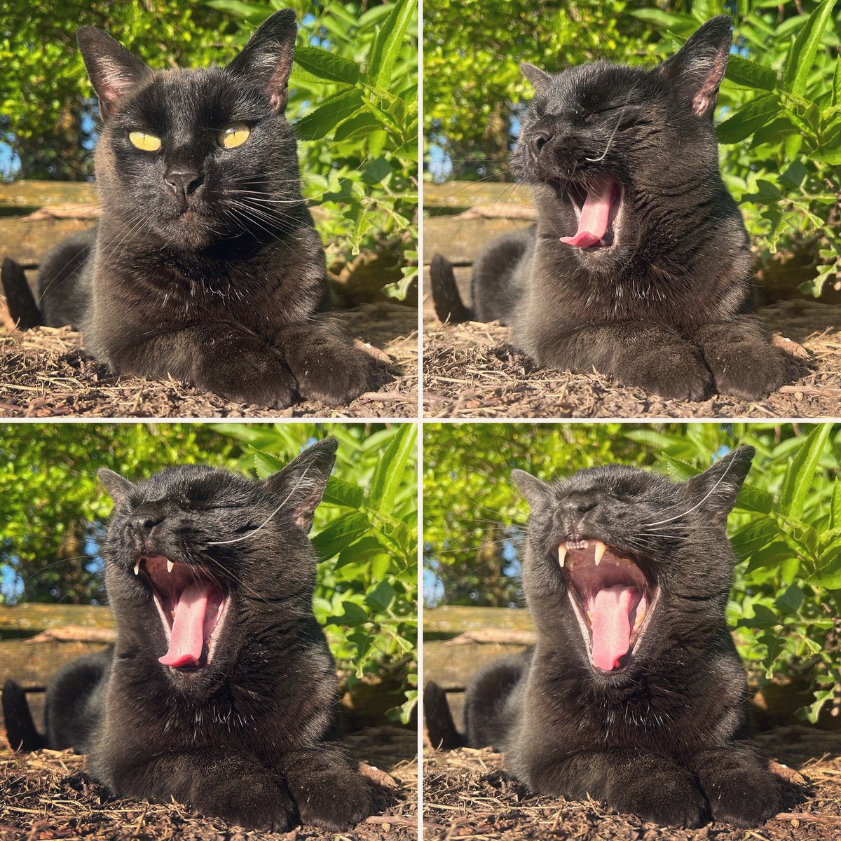 Yawn! 🥱 who else is tired after a long week & ready to put those paws up! 🐾 Wishing you all a wonderful weekend… our volunteers & residents are busy gearing up for #Caturday ready to find those #purrfect homes 🏡 Hopefully we’ll have #pawsitive news for you tomorrow! 💜😸 - H