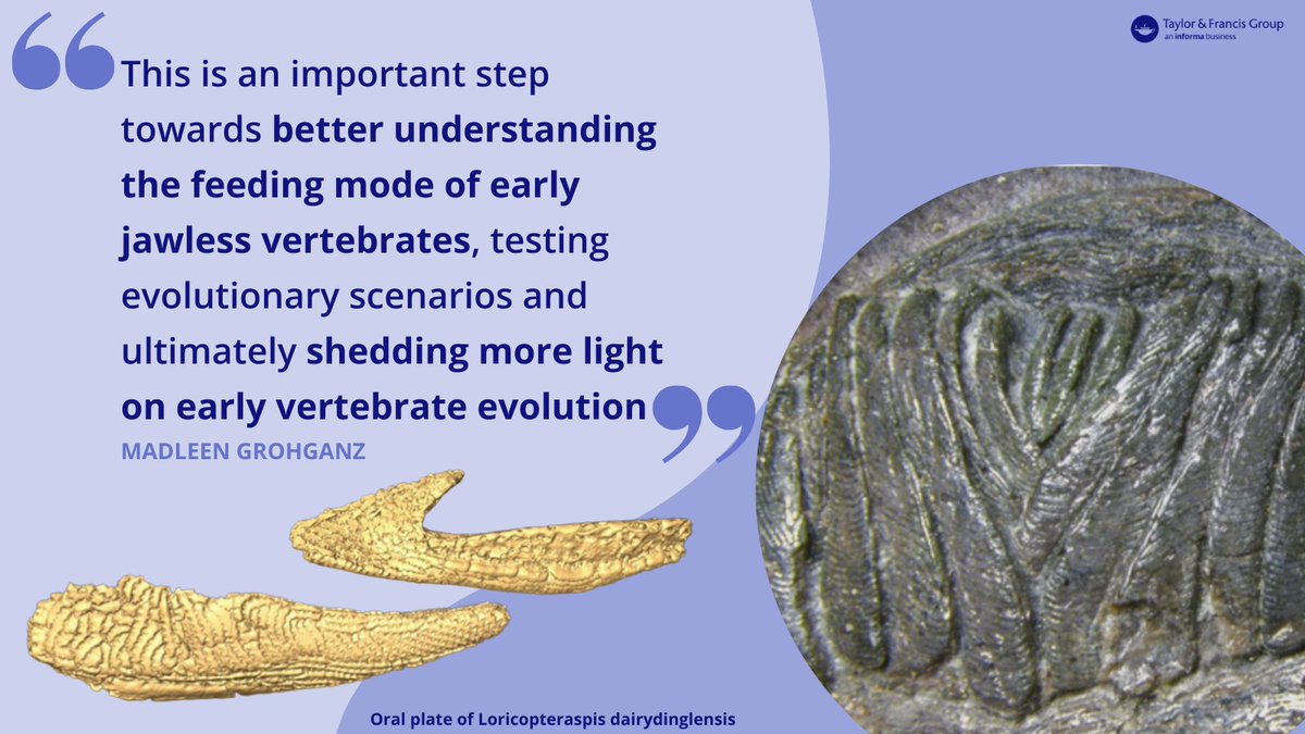 Taylor&Francis News (@tandfnewsroom) on Twitter photo The feeding method of one the oldest of vertebrates, which had no jaw, has been tested for the first time🐟
Could this provide clues into humans' deep evolutionary history?🤔
tandfonline.com/doi/full/10.10…
<a href="/MadleenGrohganz/">Madleen Grohganz</a> <a href="/Ferron_HG/">Humberto G. Ferrón</a> <a href="/zerinajohanson/">Zerina Johanson</a> <a href="/glpcjd/">Phil Donoghue</a> <a href="/SVP_vertpaleo/">SVP</a> #FossilFriday The feeding method of one the oldest of vertebrates, which had no jaw, has been tested for the first time🐟
Could this provide clues into humans' deep evolutionary history?🤔
tandfonline.com/doi/full/10.10…
<a href="/MadleenGrohganz/">Madleen Grohganz</a> <a href="/Ferron_HG/">Humberto G. Ferrón</a> <a href="/zerinajohanson/">Zerina Johanson</a> <a href="/glpcjd/">Phil Donoghue</a> <a href="/SVP_vertpaleo/">SVP</a> #FossilFriday