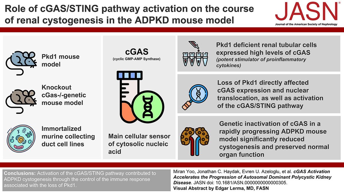 The renal immune infiltrate observed in autosomal polycystic kidney disease contributes to the evolution of the disease. This study found activation of the cGAS/STING pathway contributes to ADPKD cystogenesis bit.ly/JASN0305 @azeloglu