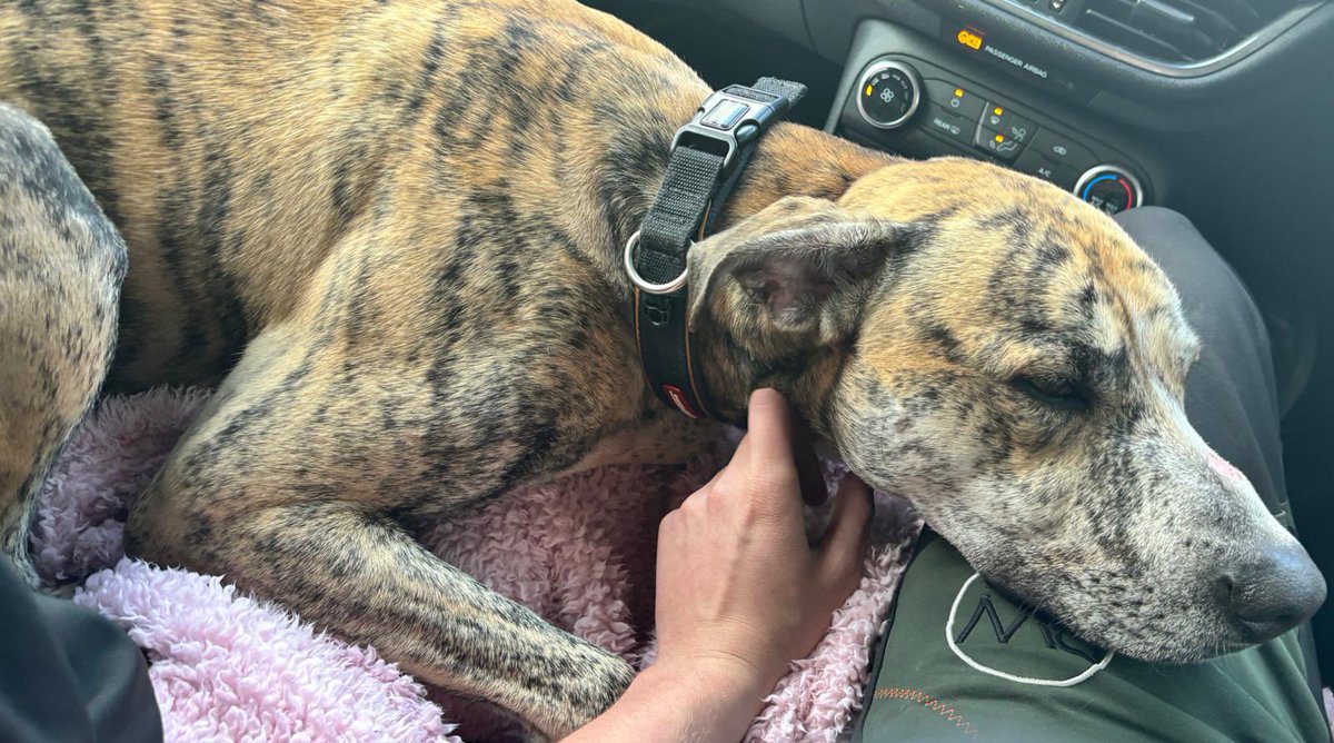 Poor Cassius has had a very stressful day. His world has been turned upside down and he’s living in a van. Urgent foster needed North West please? 😢