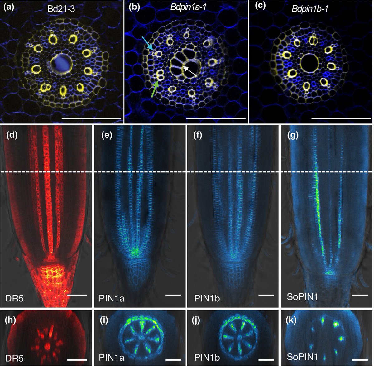 The auxin efflux carrier PIN1a regulates vascular patterning in cereal roots Fusi et al. 📖 ow.ly/gpza50RoOiW