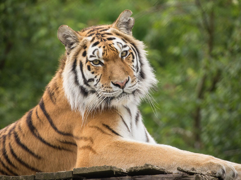 Just a few of the animals you could see @KnowsleySafari this weekend!