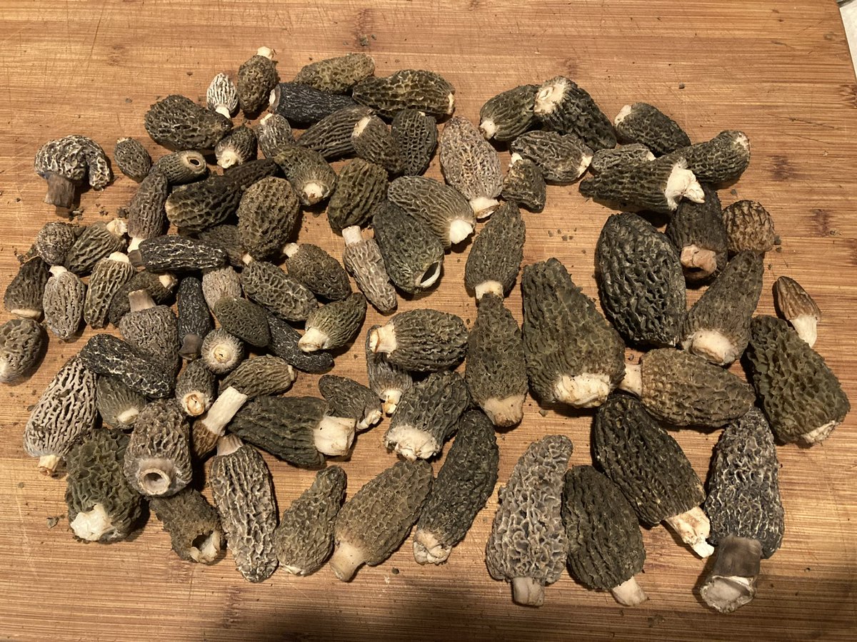 GM/GA Happy #FungiFriday FAM and to any and all who read this.  Spring is always one of my favorite times of year especially for the first forage for Morels. Had a chance to get out and scout some burns and sure enough found some. Always great when you do. To all that are heading