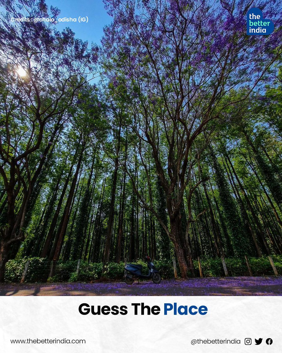 A hidden meadow in Odisha, bursting with colours and fragrance, the place looks like a scene straight out of a fairytale. 

#Odisha #HiddenGem #TravelIndia #FloralWonderland #GuessThePlace

[Odisha, Hidden Gem, Guess The Place, India, Travel]