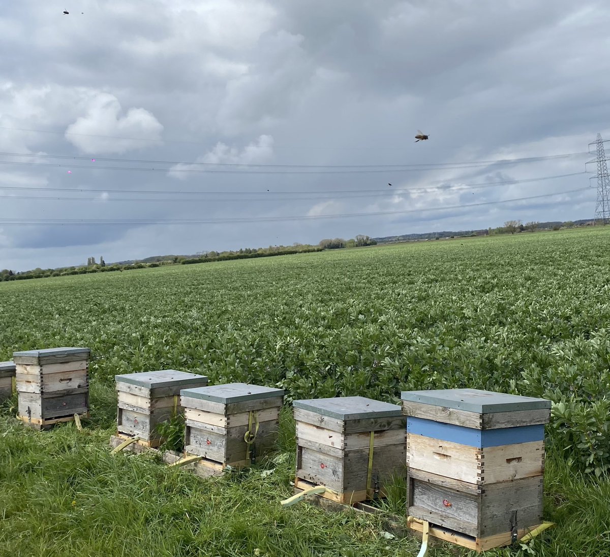 Busy bees making the most of the flowers on this crop of winter beans this afternoon 🐝