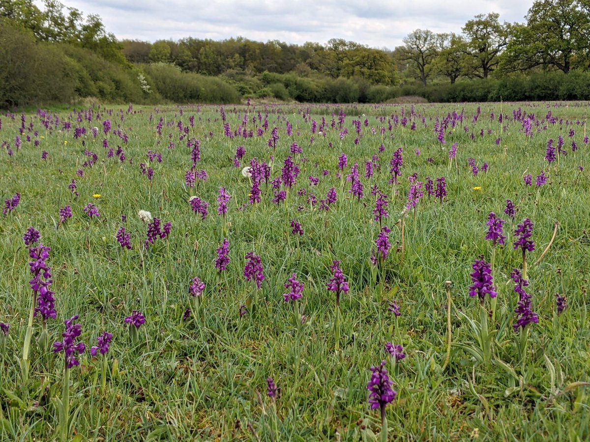 Bernwood Meadows nature reserve at its springtime best with green-winged orchids as far as the eye can see... All 📷 Vanessa Moore