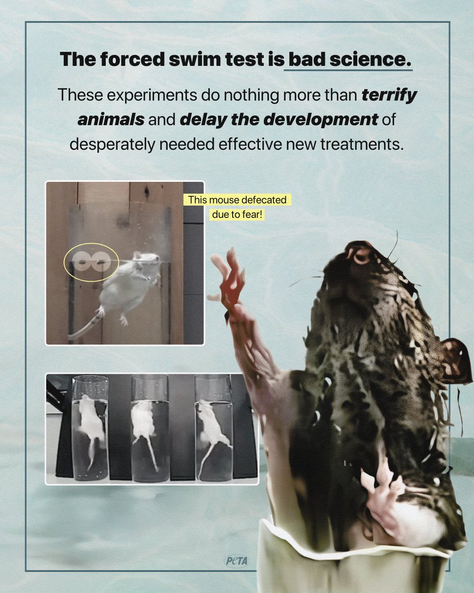 The forced swim test tortures animals in useless depression experiments that have not yielded ANY marketable human antidepressants! Learn how you can help before your next shopping trip 👉 peta.vg/3vlw #WW4AIL