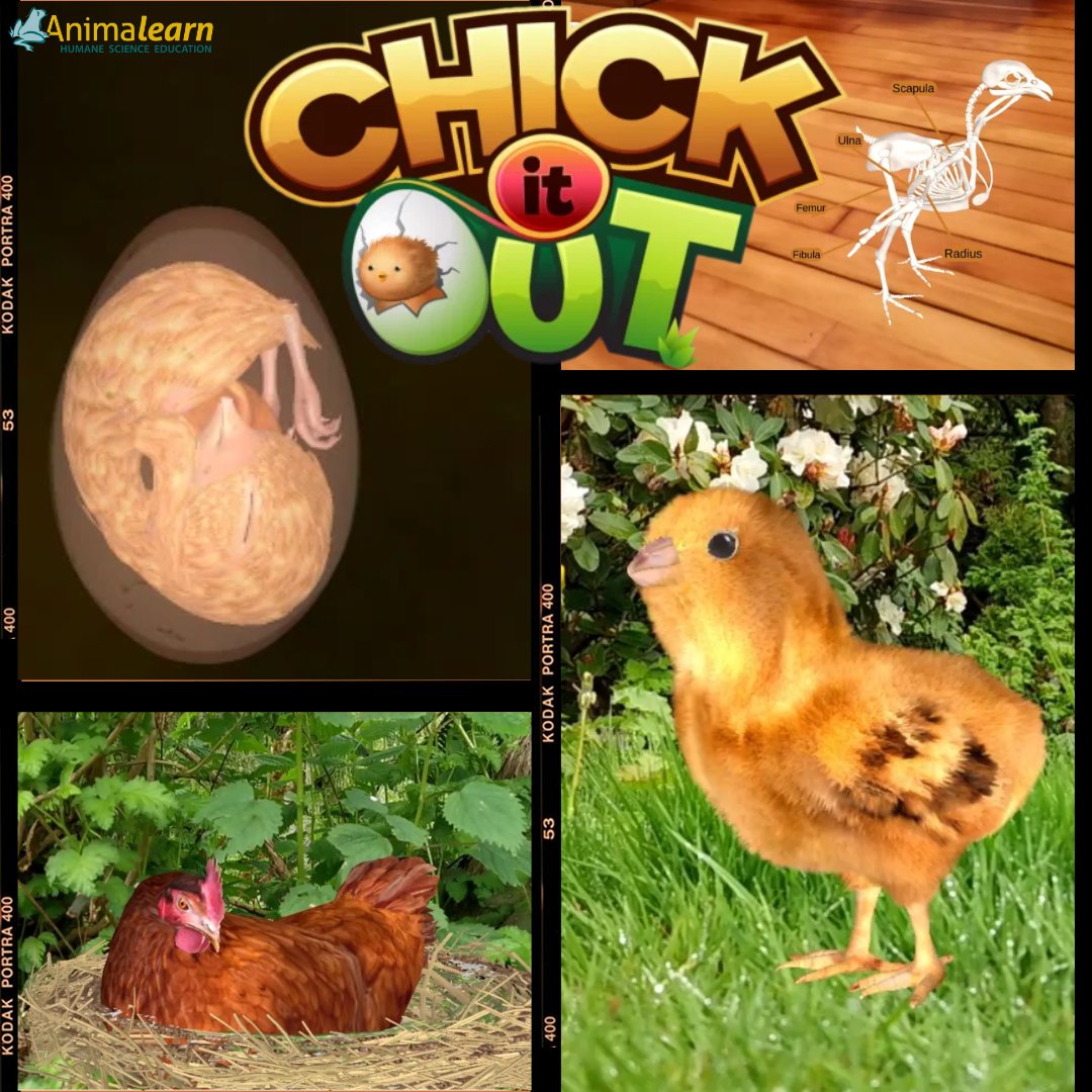 Learn about #chicken #lifecycle & #anatomy in a #humane way.🐣🐔#Chick out this #FREE app: peacehumane.org/chick-it-out-a… #chickens #humanescience #humaneeducation #teachers #scienceeducation #science #lifesciences #biology #scienceteacher #sciencetwitter #teachertwitter #k12