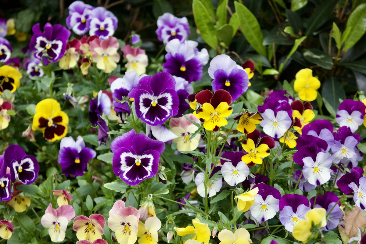 たまにはお花の写真を