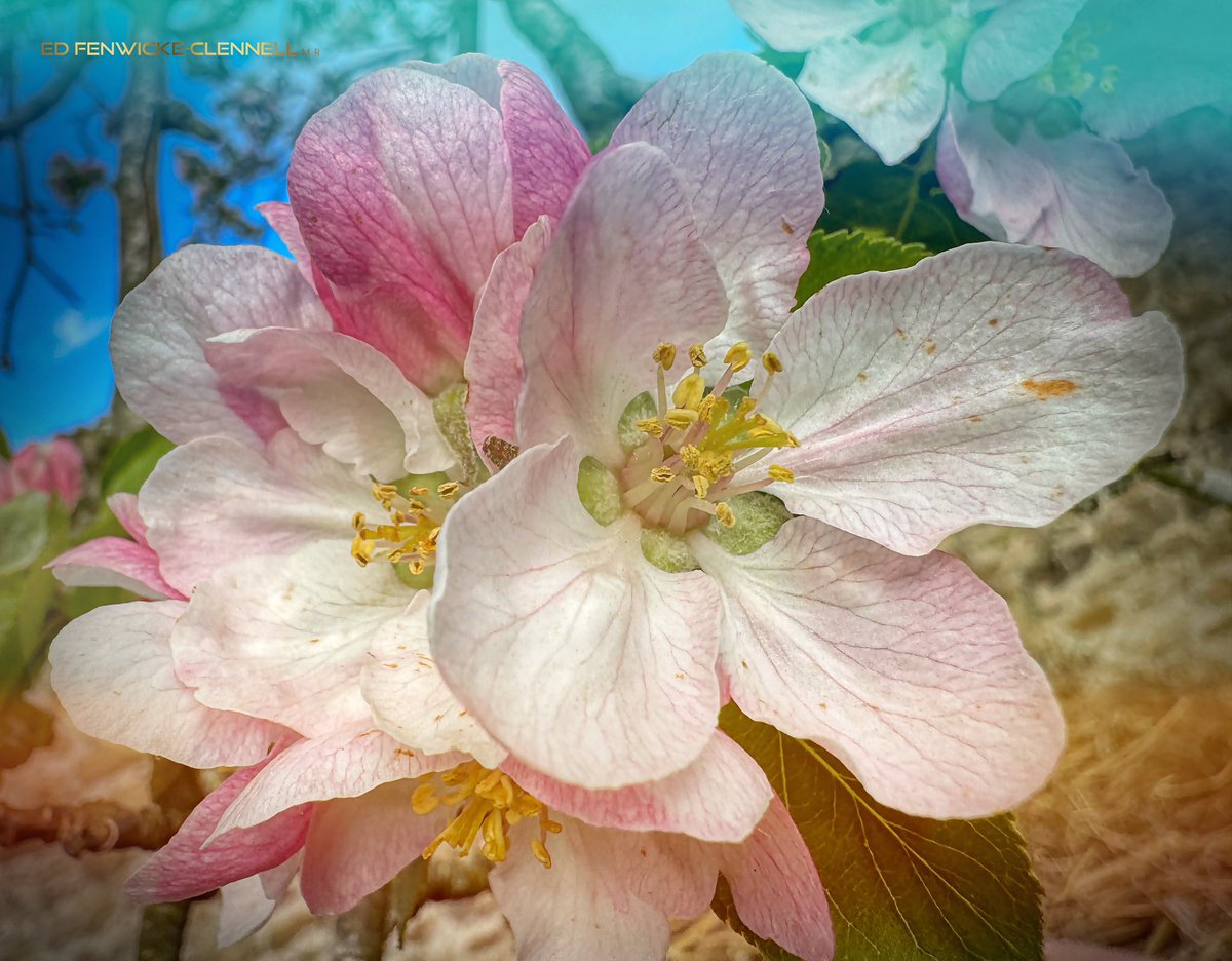 Apple 🍏 Blossoms… #FlowersOnFriday