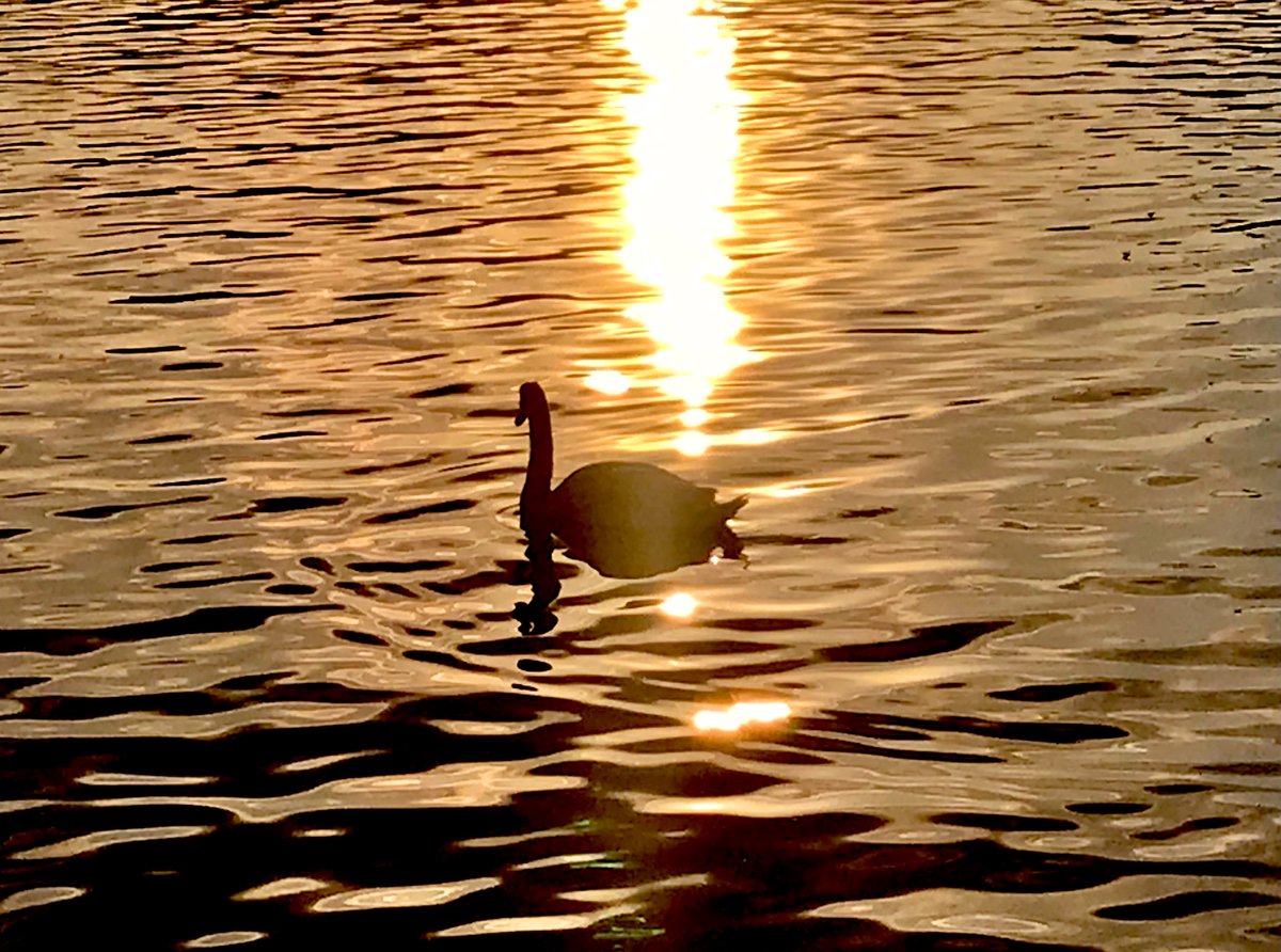 Sailing into the sunset 🦢🧡 Have a wonderful evening! #ThePhotoHour #swans #Norway