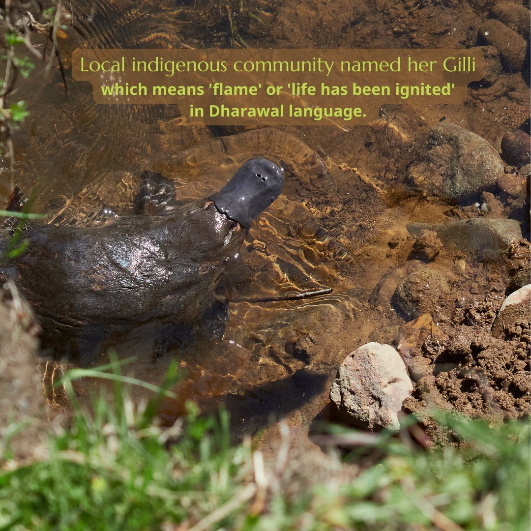 First wild platypus born in Australia’s Royal National Park in over 50 years💚🌏 The teams have spotted a new arrival under a year since reintroduction! #rewilding is bringing this #keystonespecies back to crucial habitats & trailing a wake of abundant life! 🪱🐛🪲🐝🦋🦗🐞🌸🌿
