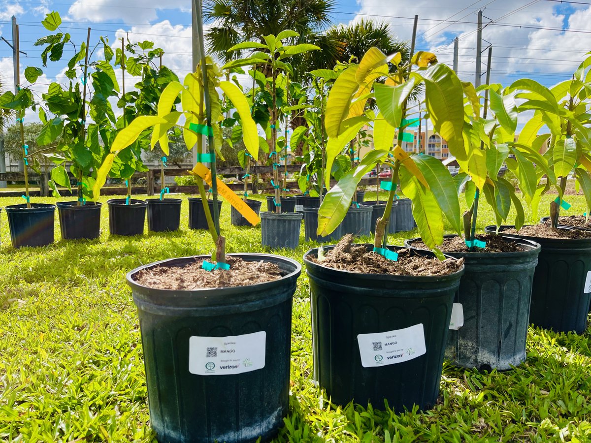 No shade… but we need more shade. #arborday 🥵 Today, @MiamiDadeOOR joined @MiamiDadeParks and @TreesMiami for a special volunteer tree planting with @CokeFlorida.🌳 Volunteers planted 80 trees at North Pointe Community Center, with fruit trees also available for adoption! 🥭