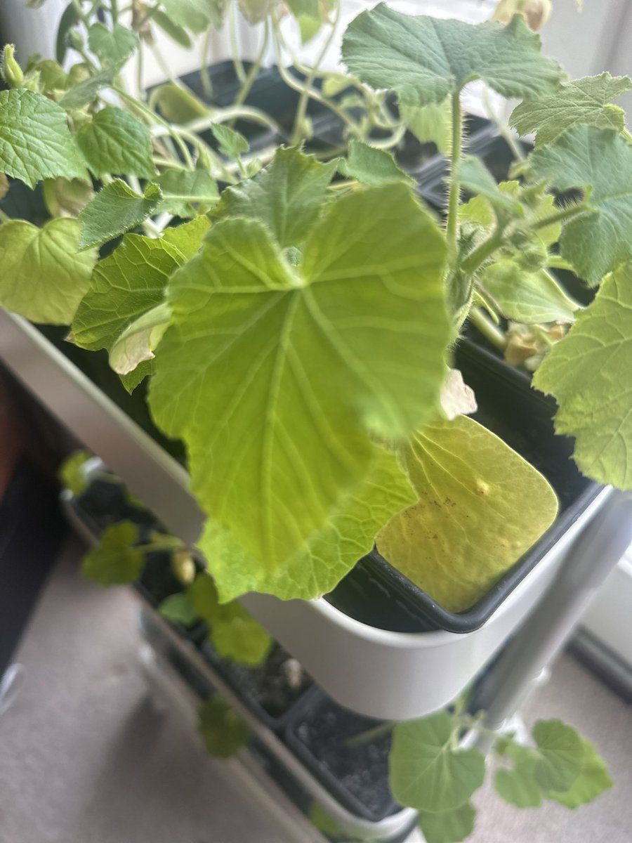 These babies are looking good…. Still in the house and keeping warm. It’s not just the nights which are cold at the moment ( it’s April- frosts happen) but the days are seriously not warm either… come on spring- where are you???? #squashes #pumpkins #cucumbers #curcubits