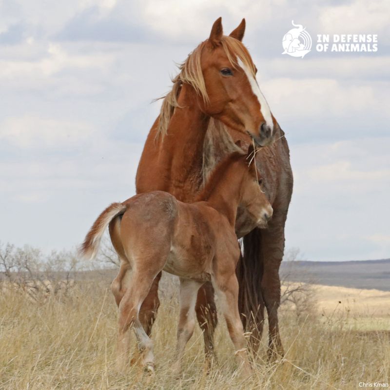 Wonderful news for #WildHorses in @TRooseveltNPS! Now allow a genetically viable herd to remain, and stop darting mares with contraceptives that cause open, weeping sores and long-term sterilization #horses #mustangs idausa.org/campaign/wild-…