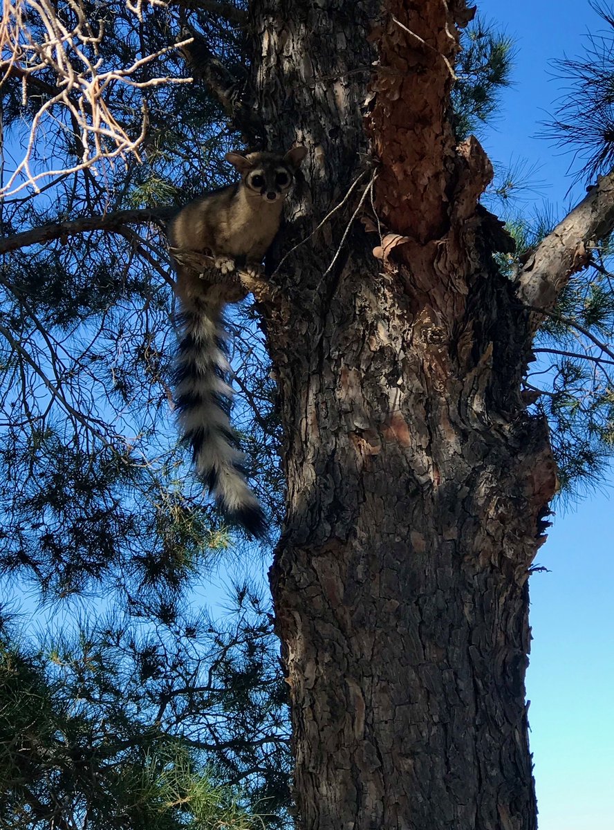 Our Animal Protection officers in the Department of Public Safety have encountered some unique animals throughout the thousands of calls they take per year! 🐾 Check out a couple of these animals, including a capybara, golden eagle, Gila monster, and a ringtail 👀