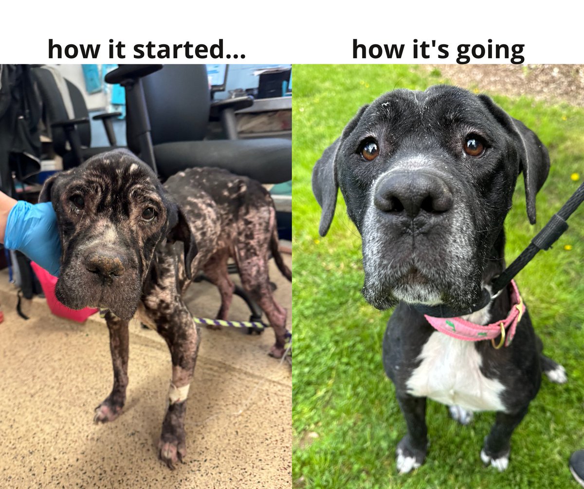 Talk about a glow up. When Ash arrived she was suffering, and most certainly in pain. But today, she is beautiful. And happy. And we think she's hopeful too. Please consider donating to our lifesaving mission for animals just like Ash. More: twitter.com/PSPCA/status/1…