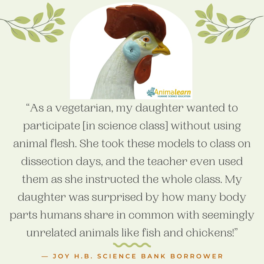 Thank you to Joy H.B., Parent & #Science Bank borrower, for sharing how her child learned about #anatomy using humane alternatives! #humanescience #humaneeducation #teachers #scienceeducation #lifesciences #biology #scienceteachers #sciencetwitter #teachertwitter #edutwitter #k12