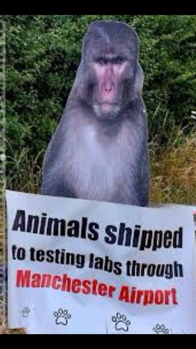 @manairport Yes we know what happens behind the scenes @manairport usually at night between Mauritius and you and labs in the UK. 👇 #endangeredmacaques #endofanimaltesting #goldstandardofanimalwelfare #thedaycannotcomequicklyenough