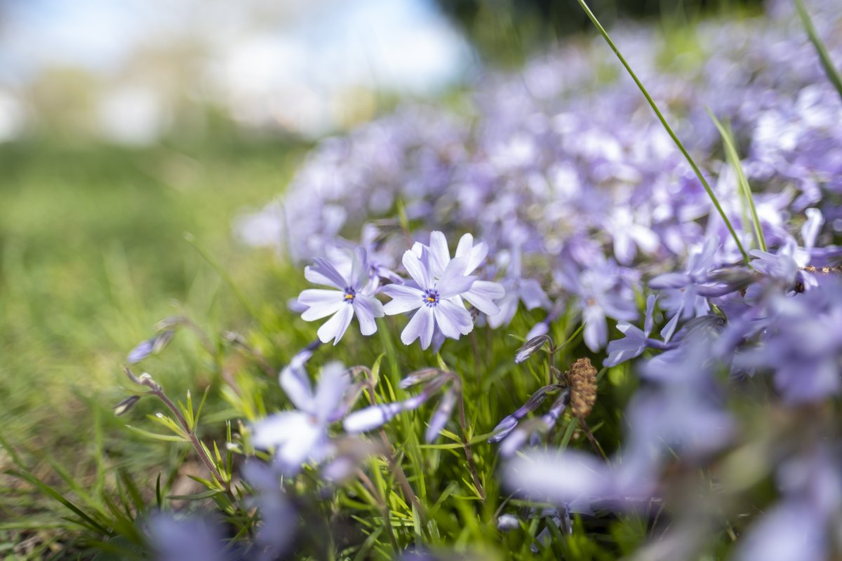 Flowers are blooming, days are longer and daylight is brighter...it smells like spring on our campus!🌻🌸