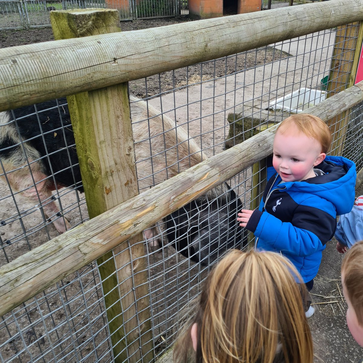 Harry had an amazing day today at Acorn Farm with his Nursery Class friends. He loved petting the animals and feeding them too. Lot's of special memories made today 🩵 @MissWarbrick_ @Mrs_Gittens @RebeccaAshbroo2 @parishschool1