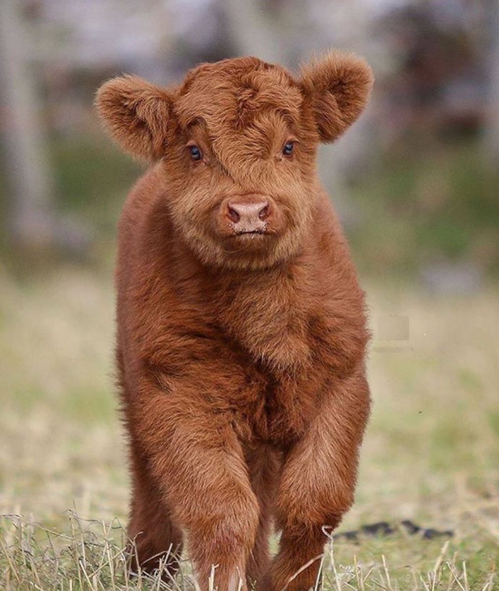 fluffy cow, thats all, thank you