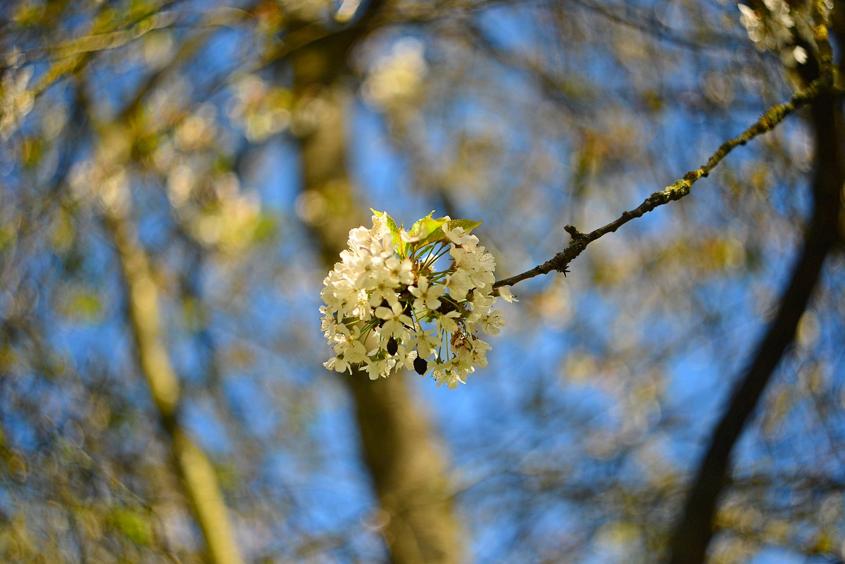 Cherry blossom in The Scottish Wildlife Trusts' Bawsinch Nature Reserve, Duddingston. #Blossom #Spring #SwirlyBokeh @ScotWildlife