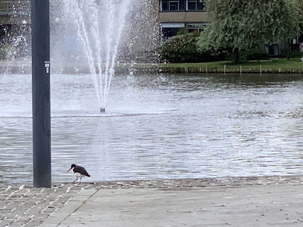 Michael Plevin (@mjplevin) on Twitter photo #oystercatcher on campus <a href="/UniOfYork/">University of York</a> today
<a href="/YorkBirding/">York Birding</a> <a href="/YorksWildlife/">Yorkshire Wildlife Trust - follow us on Bluesky π¦</a> #oystercatcher on campus <a href="/UniOfYork/">University of York</a> today
<a href="/YorkBirding/">York Birding</a> <a href="/YorksWildlife/">Yorkshire Wildlife Trust - follow us on Bluesky π¦</a>