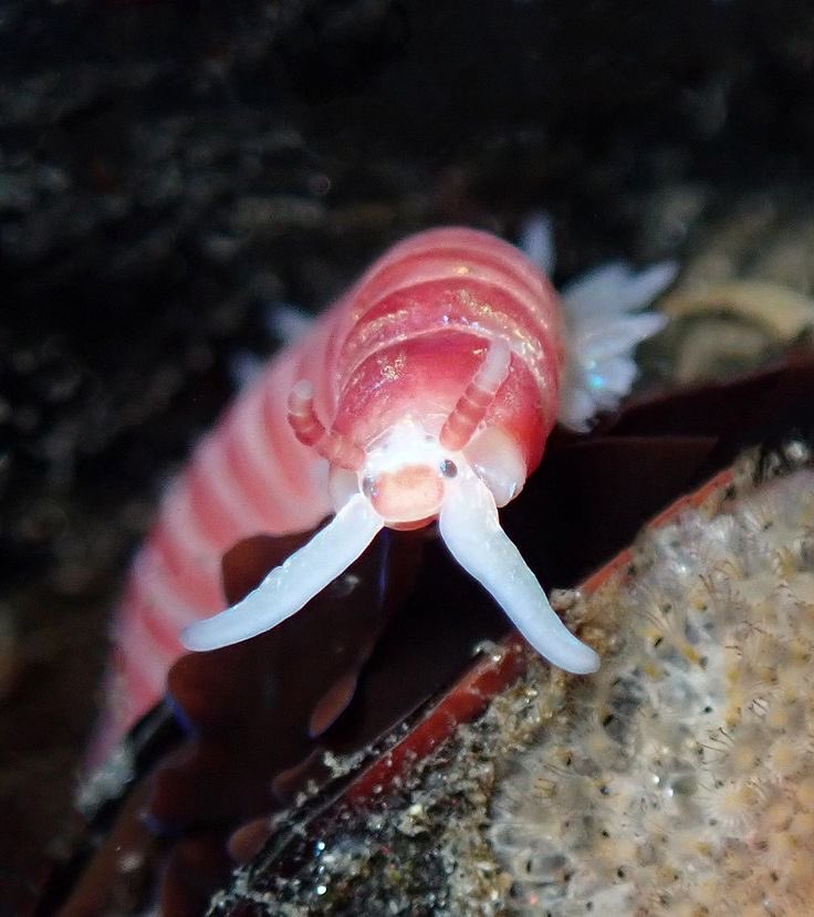 ꒰ candy striped polychaete (Dorvillea moniloceras) 🍭 .˳⁺⁎˚ ⋆