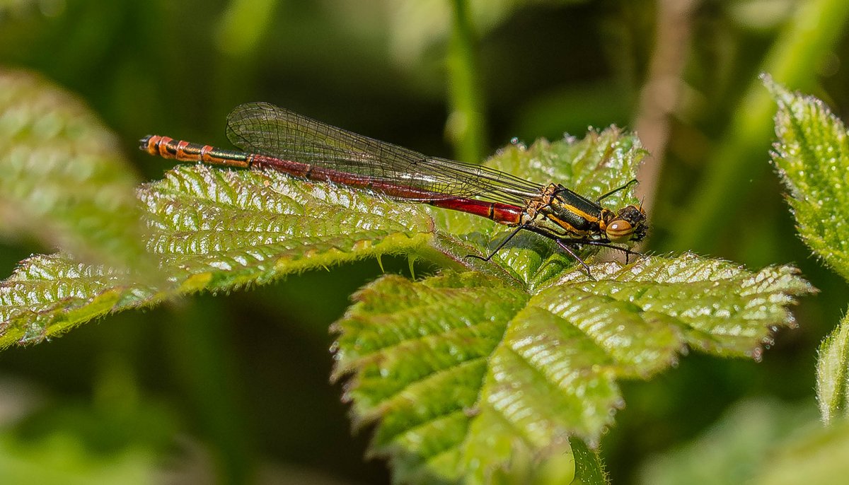 my first damselfly of the year 
large red  brandon marsh