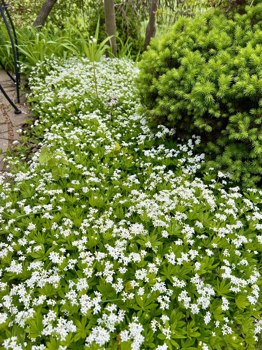 Flowering groundcover is going crazy … early … this Spring #AprilShowers #MayFlowers