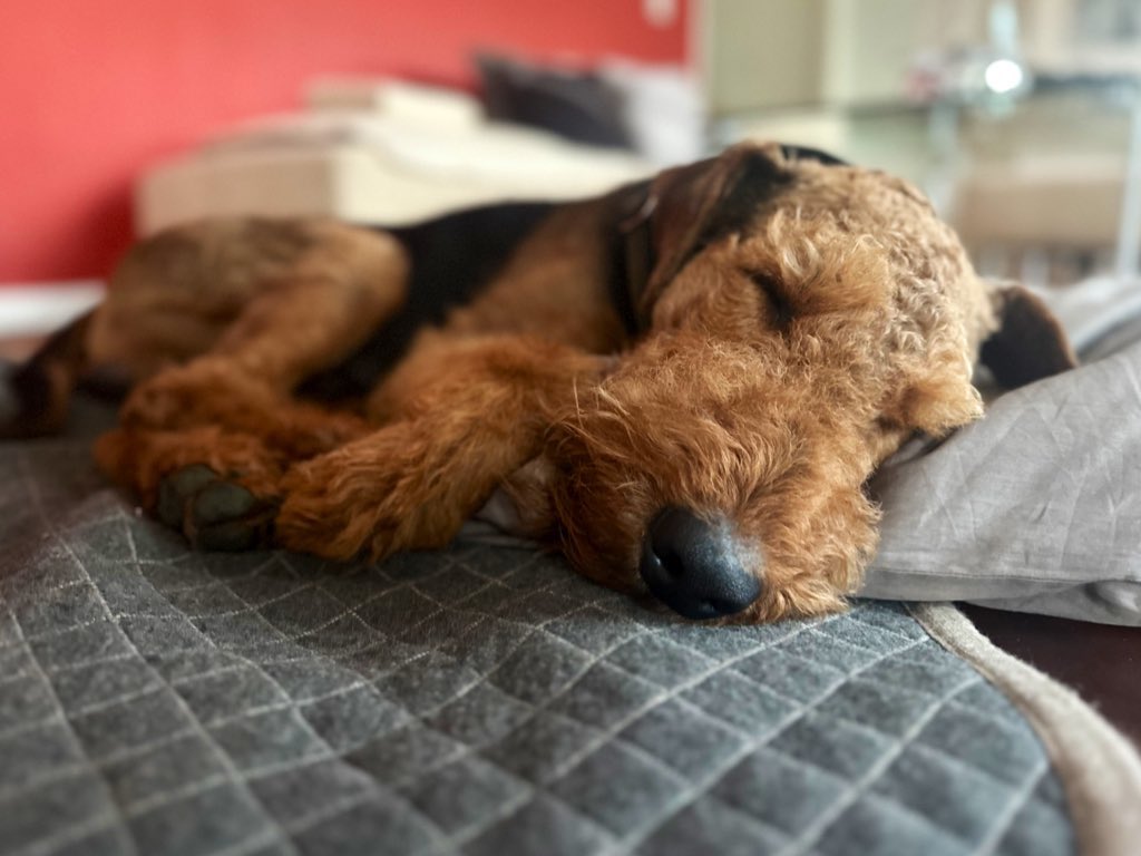 #dogs #dogsoftwitter #weekendmood …. Pals, me is back home 🏠 from my adventure in the ‚Happ Dog Camp‘. #zorsted 🥰🐕❤️ FRODO