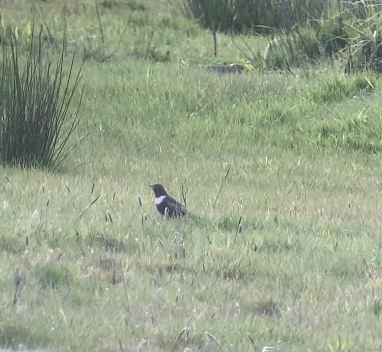 Leasowe Lighthouse……nice to catch up with the male Ring Ouzel in fields west of Lingham Lane . @PatchBirding