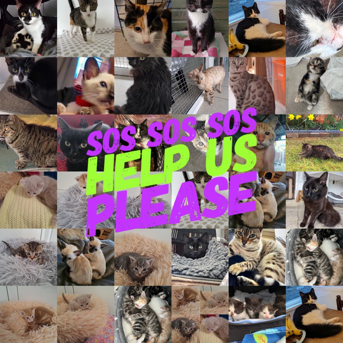 🚨🚨🚨 HERES THE REALITY - THE SHELTER IS FULL TO BURSTING AND WE NEED HELP 🚨🚨🚨 We have 88 cats in our care. 31 are less than 6 months old. 28 are less than 3 months old. Please help us to help them…. paypal.com/donate/?hosted…