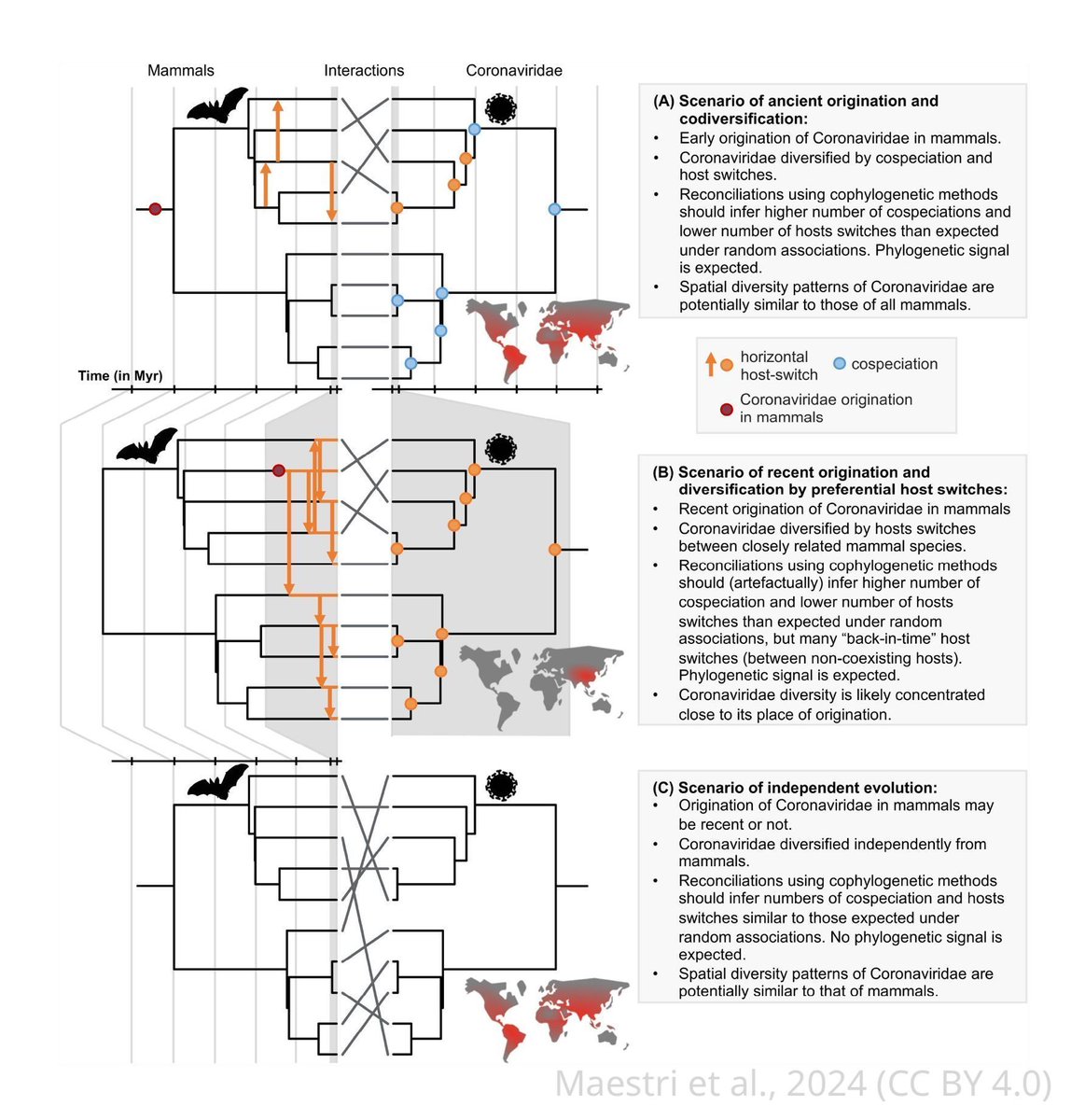 The origins of RNA viruses can be hard to trace. This #ReviewedPreprint considers a more recent origin for coronaviruses and suggests their diversification occurred mainly through host switching rather than diversification with hosts. elifesciences.org/reviewed-prepr…