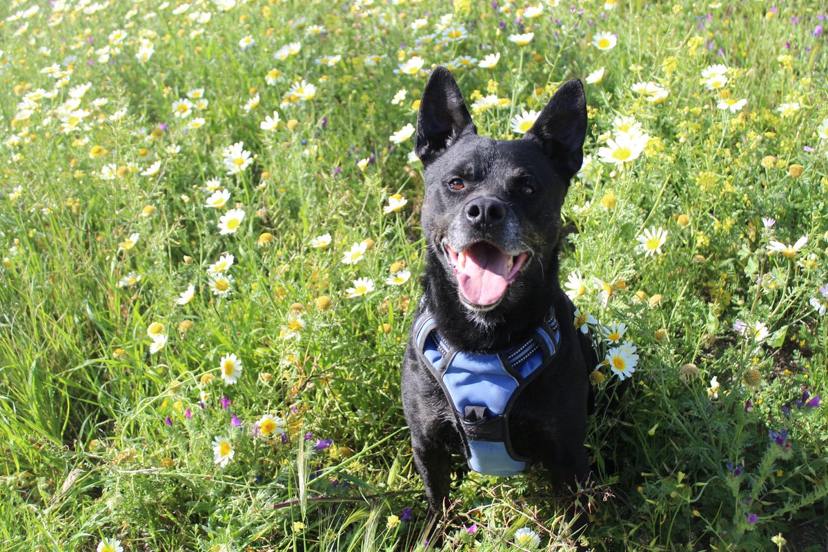 Banzai: Es un perro alegre y activo. Estamos buscando una familia que se comprometa de verdad, lo quiera y lo cuide tanto como se merece. Si crees que puedes ser tú, escribe a: geriatrico@protectoramalaga.com