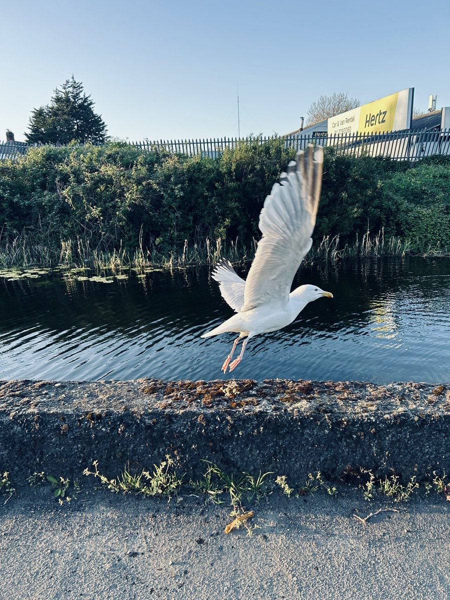 Friday hits Dublin @PhotosOfDublin @LovinDublin