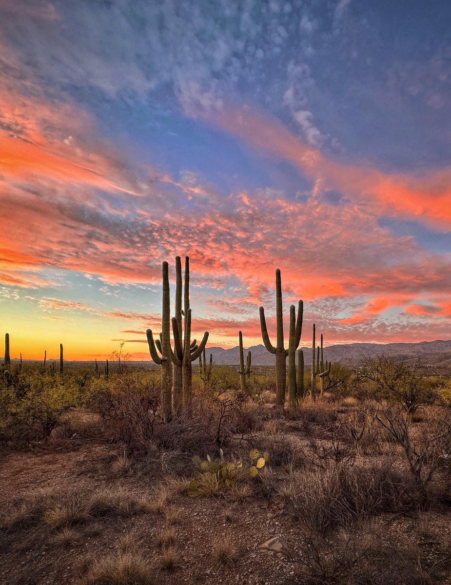 Visiting our national parks gives me such meaningful perspective. Thank you to Joseph Cyr, @Allophile, for sharing this view of Saguaro National Park in this beautiful #ShotOniPhone photo. Happy #NationalParkWeek!