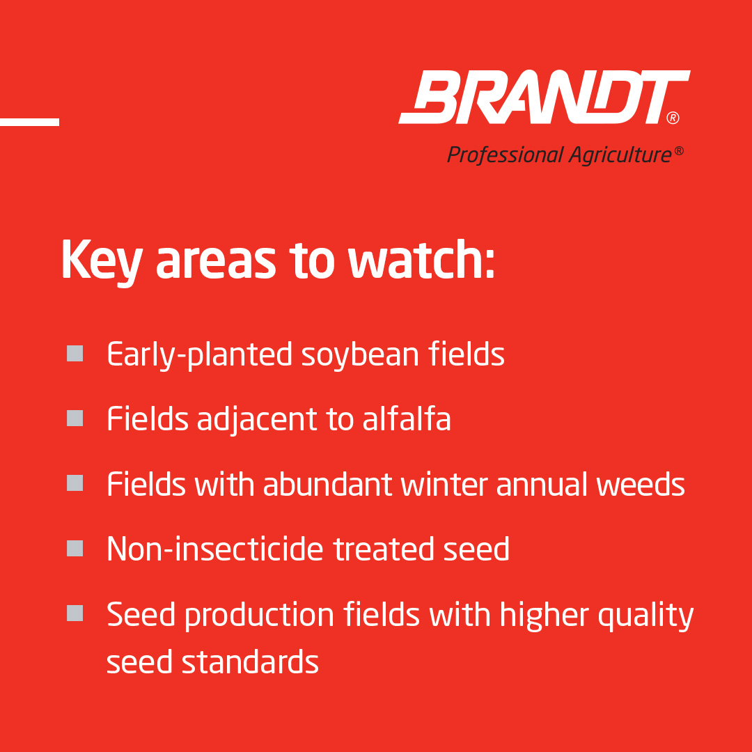 BRANDT agronomists in Central Illinois expect greater insect pressure in 2024, thanks to a warmer winter. Keep an eye out for the bean leaf beetle (BLB), when scouting your soybean fields. While overwintering beetles typically don't cause economic damage, a surge in numbers…