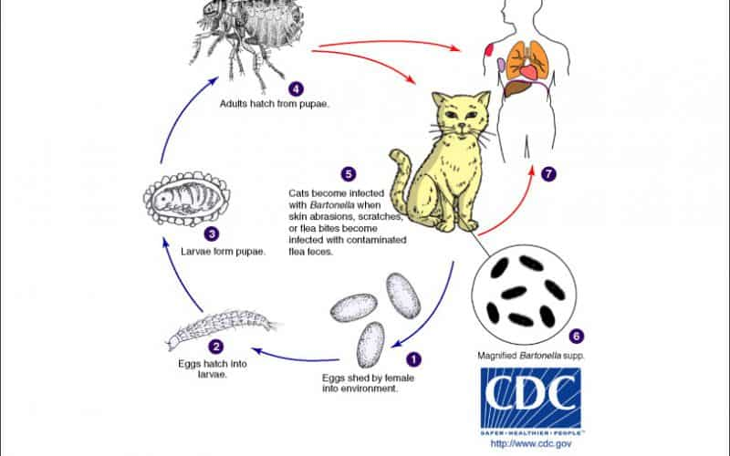 # Cat-scratch disease:
✔️usually transmitted from a scratch or bite from a cat infected with Bartonella henselae
✔️lea bites can also transmit it
✔️enlarged lymph nodes appear proximal to the inoculation site 

3/3
#MedEd #bacteriology