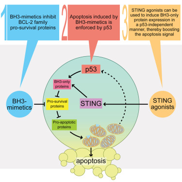 Online Now: Putting the STING back into BH3-mimetic drugs for TP53-mutant blood cancers dlvr.it/T63sGn