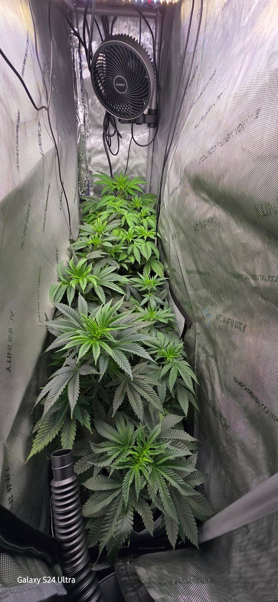 Black Valentine and GG4 Sherb looking ready to go to flower. #myacgrow #Mmemberville #CannabisCommunity #420life #StonerFam #growyourown