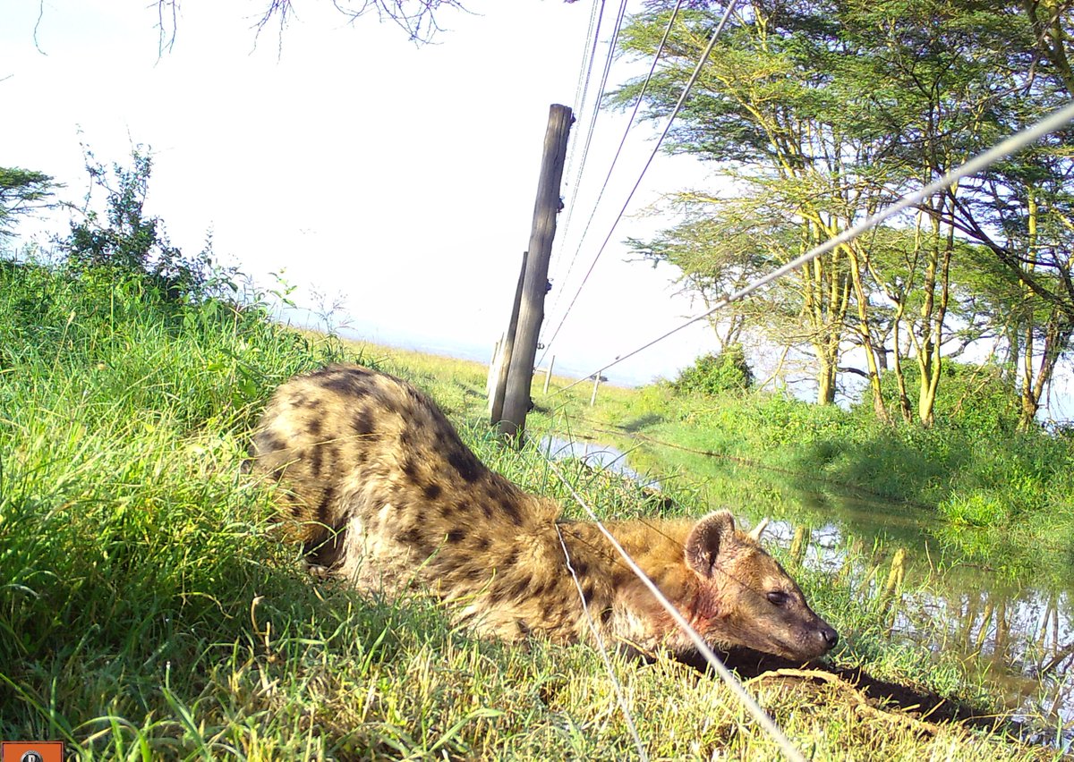 🥳So excited to share our new publication 'Social-ecological predictors of spotted hyena navigation through a shared landscape', out today in @Ecol_Evol ! 🍪(1/) doi.org/10.1002/ece3.1… @WenjingXu8, @amalie_ls, Justin Brashares, Christine Chepkisich, Gerald Osuka, @nmaggikelly