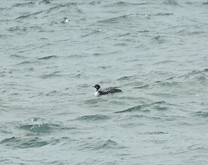 Black Throated diver from this evening of clonea beach almost in summer plumage Dungarvan Co. Waterford.