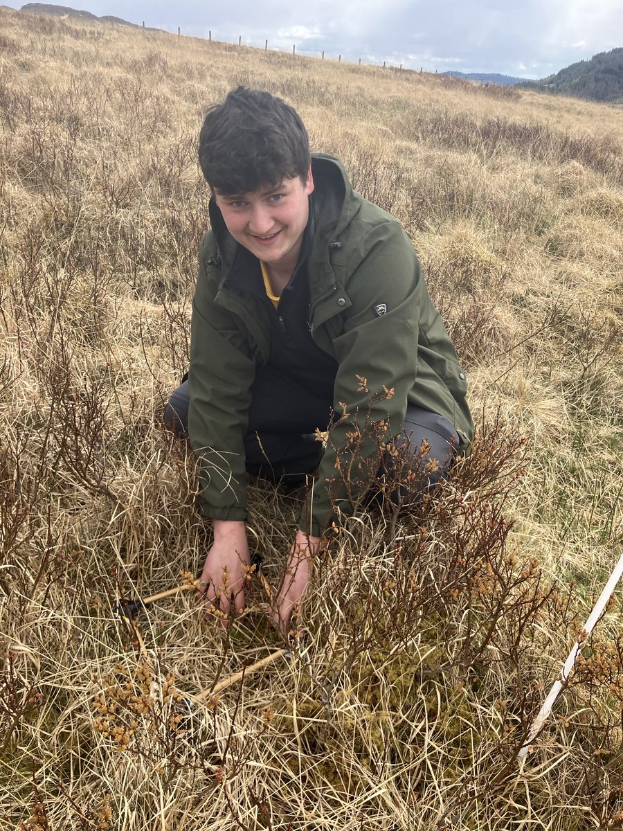 Mathematician in the field! Matt Dopson doing a vole survey! ⁦@NCLNEG⁩