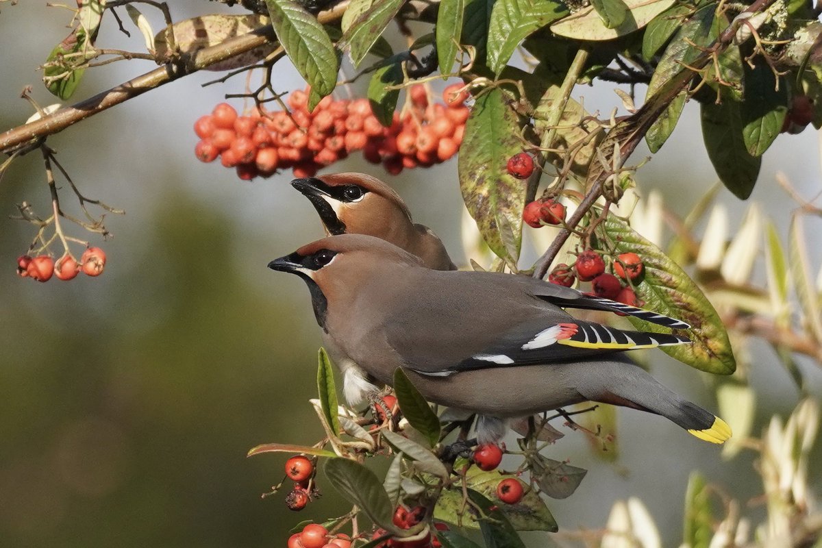 Late to the party but finally saw waxwings today! Guess I’m waxing lyrical! @SuffolkBirdGrp @BTO_Suffolk