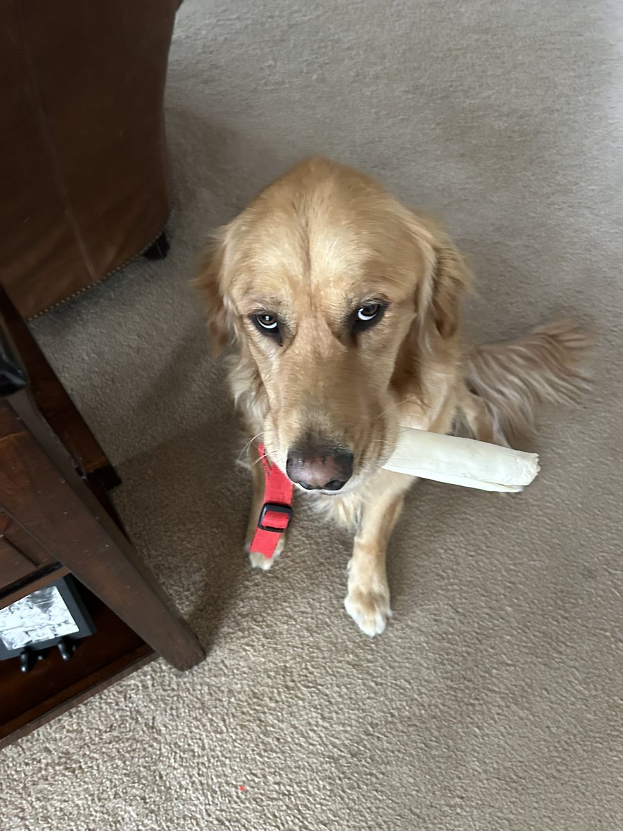 Jamison likes to take off his sister’s collar and gather all the rawhides.  He hasn’t a mean bone in his body and Kristi Noem needs to STFA from him.