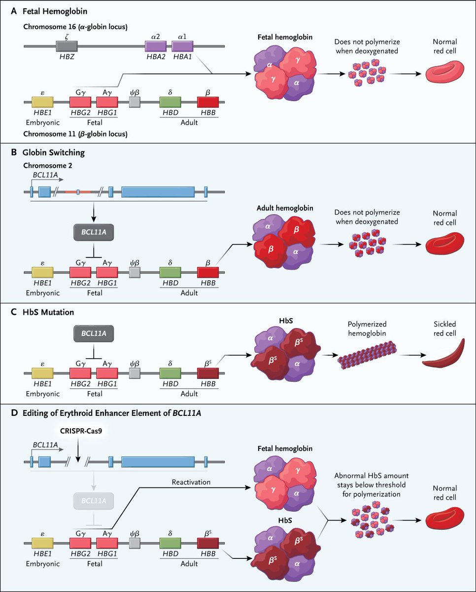 Perspective: Welcoming the Era of Gene Editing in Medicine nej.md/4d9XbGt #Hematology