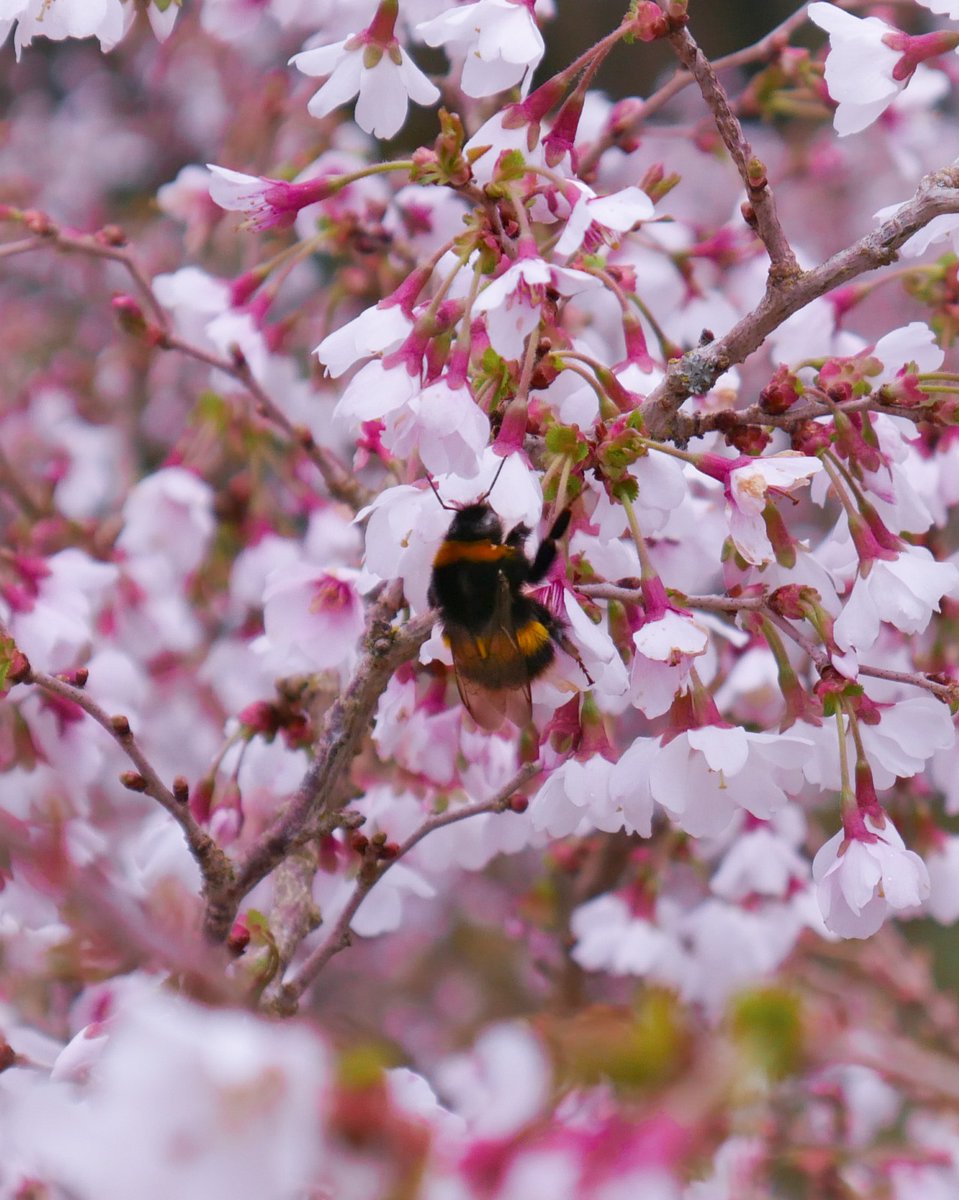 Who else is buzzing for blossom?

Photo: Hannah R, @AngleseyAbbeyNT